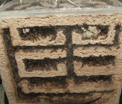 30 18.06.2011 g kleines Vertikalnest 2 Frontalansicht.JPG