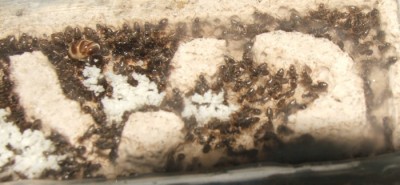 30 18.06.2011 i kleines Vertikalnest 4 Vogelperspektive nah.JPG