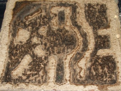 30 18.06.2011 j kleines Horizontalnest.JPG