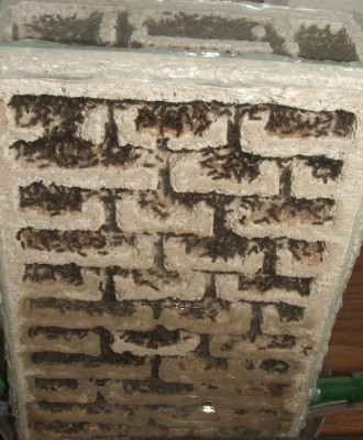 30 18.06.2011 l großes Vertikalnest 1.JPG