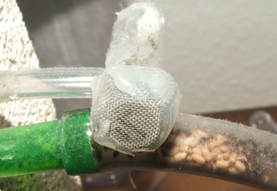 30 18.06.2011 p Schlauchsystem Puppen 1.JPG