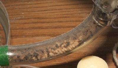 30 18.06.2011 q Schlauchsystem Puppen 2.JPG