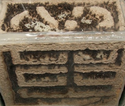 31 11.07.2011 b kleines Vertikalnest 1.JPG