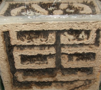 31 11.07.2011 c kleines Vertikalnest 2 Frontalansicht.JPG