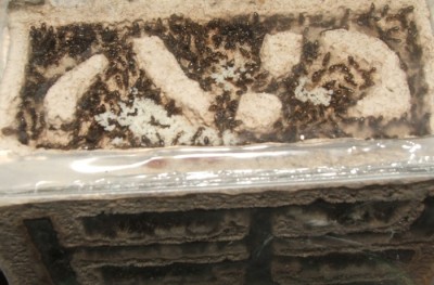 31 11.07.2011 d kleines Vertikalnest 3 Dachgelege.JPG