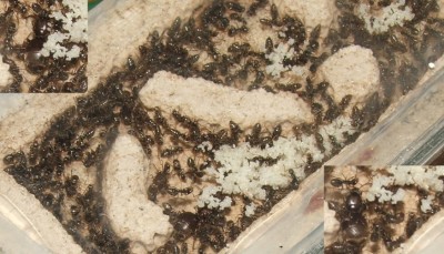 31 11.07.2011 e kleines Vertikalnest 4 Königin hat abgenommen.JPG