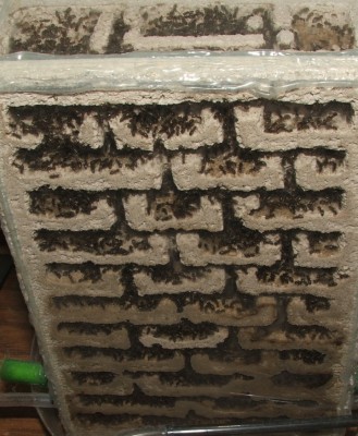 31 11.07.2011 h großes Vertikalnest 1.JPG