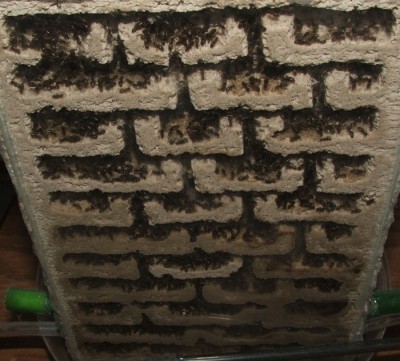 31 11.07.2011 j großes Vertikalnest 3 Frontalnest.JPG