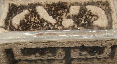 32 03.08.2011 c kleines Vertikalnest 1.JPG