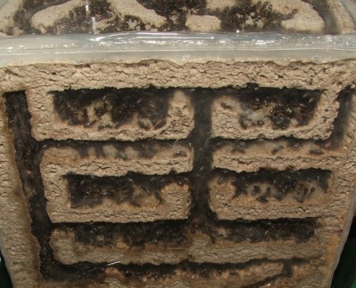 32 03.08.2011 e kleines Vertikalnest 3 Frontalansicht.JPG