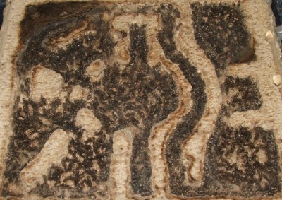 32 03.08.2011 f kleines Horizontalnest.JPG