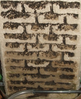 32 03.08.2011 i großes Vertikalnest 2 Frontalansicht.JPG