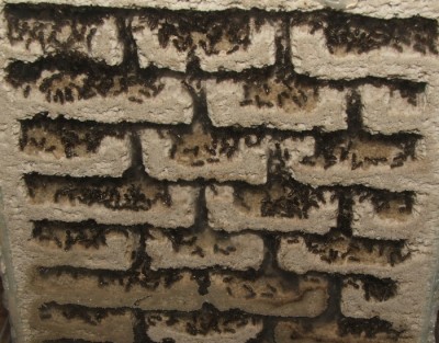 32 03.08.2011 j großes Vertikalnest 3 Frontalansicht nah oben.JPG