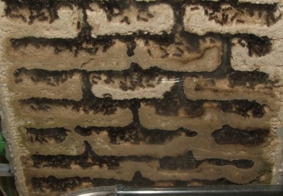 32 03.08.2011 k großes Vertikalnest 4 Frontalansicht nah unten.JPG