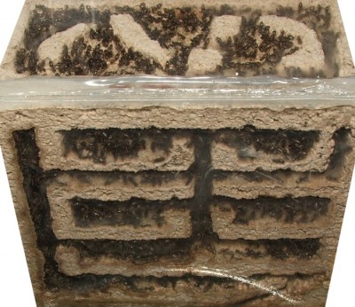 33 22.08.2011 d kleines Vertikalnest 1.JPG