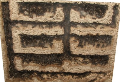 33 22.08.2011 f kleines Vertikalnest 3 Frontalansicht.JPG