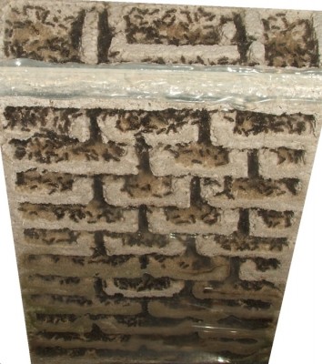 33 22.08.2011 i großes Vertikalnest 1.JPG