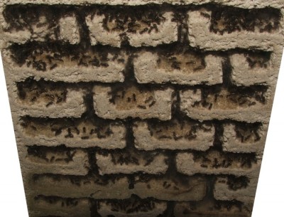 33 22.08.2011 l großes Vertikalnest 4 Frontalansicht oben.JPG