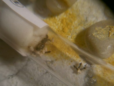 Neue Kolonie 001.jpg