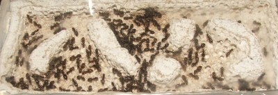 35 03.11.2011 d kleines Vertikalnest 2  Dachgeschoss.JPG