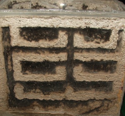 35 03.11.2011 e kleines Vertikalnest 3  Frontalansicht.JPG