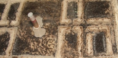 35 03.11.2011 i großes Horizontalnest 2 Wintertrauben.JPG