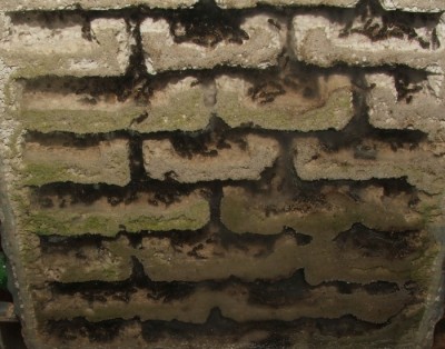 35 03.11.2011 n großes Vertikalnest 5 Frontalansicht unten.JPG