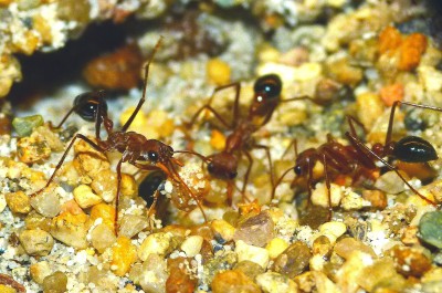 Myrmecia a_1.jpg
