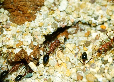 Myrmecia a_2.jpg