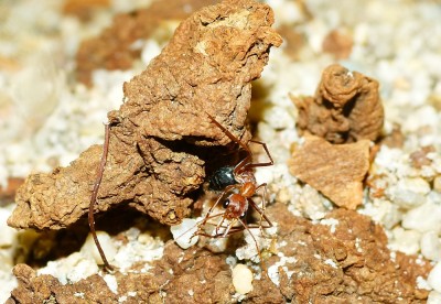 Myrmecia a_3.jpg