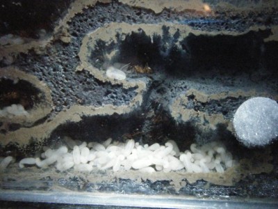 nigriceps larvae 1.jpg