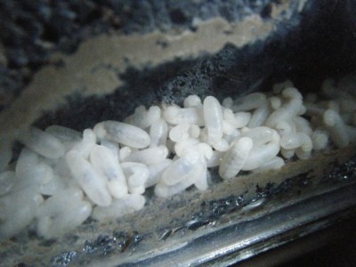 nigriceps larvae 2.jpg