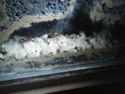 nigriceps larvae 3.jpg