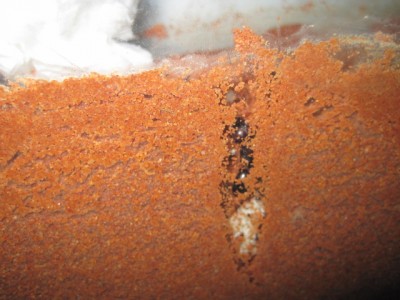 Das Bild entstand kurz nachdem die Gyne versucht hat in das Loch zu kriechen. Ihren Kopf konnte man von oben deutlich sehen. Noch nicht tief genug. Seht ihr den leichten roten Schimmer ihrer Majestät ? Die letzte Gyne die ich hatte war komplett schwarz. Dürfte die Unterarten bei P.diversus deutlich zeigen. / IMG_0925.JPG IMG_0925.JPG