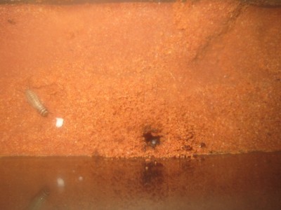 Von oben sieht es recht langweilig aus, aber zeigt das der Aushub immer weiter zunimmt. / IMG_0927.JPG IMG_0927.JPG