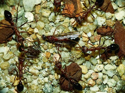 Myrrmecia Männchen.jpg