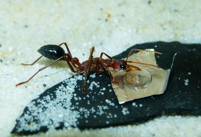 Myrmecia Königin_1.jpg
