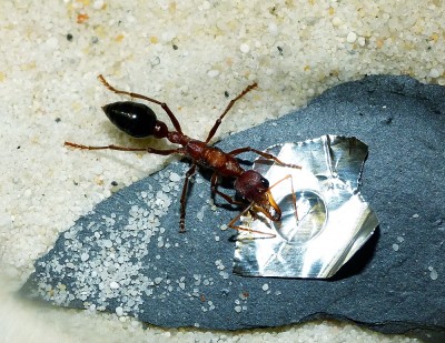 Myrmecia Königin_2.jpg