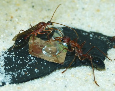Myrmecia Königin_3.jpg