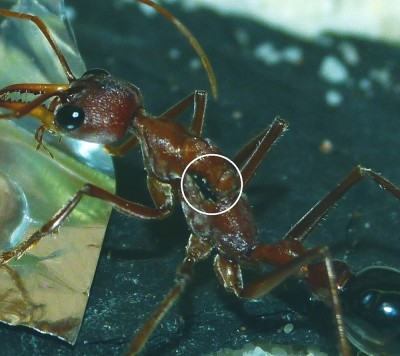 Myrmecia pavida Flügelabbruchstelle.#$#.jpg
