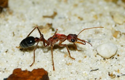 Myrmecia Königin_4.jpg