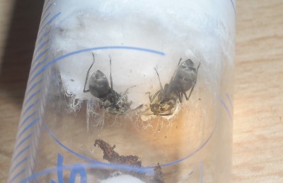 Die süßen kleinen Larven :D und die stolzen Mamis / wolfi mit Brut.jpg wolfi mit Brut.jpg