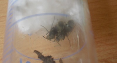 Beide vertragen sich sehr gut! / Gynen Polyrhachis wolfi.jpg Gynen Polyrhachis wolfi.jpg