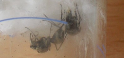 Liebevoll umsorgte Larven und Eier / Gynen mit Larven.jpg Gynen mit Larven.jpg