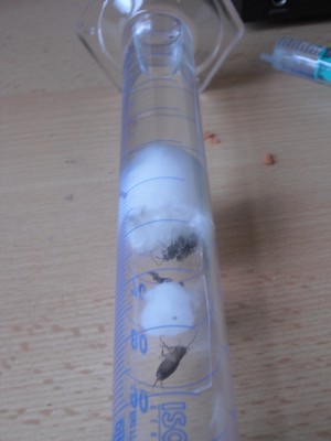 Hält wunderbar, kein Auslaufen, günstige Größe, kein Rollen: der Messzylinder / Polyrhachis wolfi im Messzylinder (100ml).jpg Polyrhachis wolfi im Messzylinder (100ml).jpg