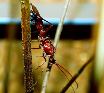 Myrmecia Männchen.jpg