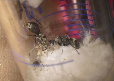 Brut, Seitenansicht.jpg