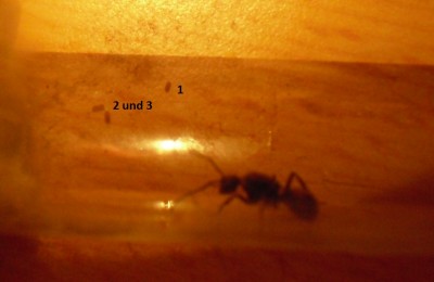 Die kleine mit 3 eiern.jpg