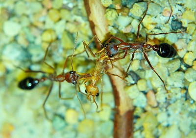 Myrmecia mit Jungarbeiterin_1.jpg