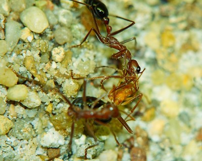 Myrmecia mit Jungarbeiterin_2.jpg